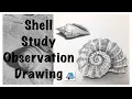 Observation Shell Study Observation Drawing How to Draw a Shell Contour Drawing Tonal Shade
