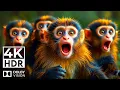Download Lagu Stunning Wildlife in 4K HDR – 120 fps Dolby Vision \u0026 Cinematic Sound