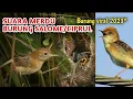 Download Lagu Kicauan Merdu Burung Salome Gacor || Burung Kecil Suara Melengking