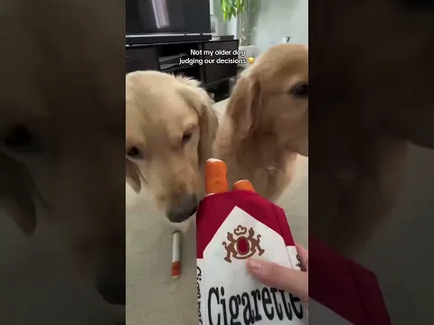 The dog and its judgment face