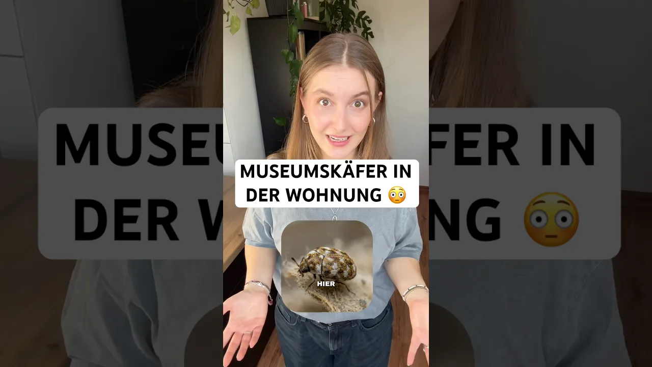 Museumskäfer erkennen & loswerden: So schützt du Kleidung, Textilien und Naturmaterialien!