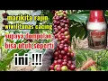Download Lagu cara melakukan pemangkasan dahan kopi pasca panen sekaligus wiwil tunas cacing part 2