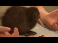 Download Lagu The world's cutest animal? - Baby Kiwi