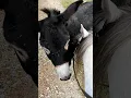Download Lagu 👋🐴 A Colleagues’ Greeting 🐴 #ColleaguesGreeting #Horse #Donkey #trailbuddies  #horse #equestrian