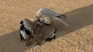اصيل ابو بكر بينونه  اصيل ابو بكر بينونه