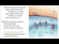 2402 Lecture Chapter 24 Nutrition and Metabolism 3 PowerPoint Screencast