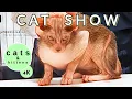 Daisy s Diary Dixon CA CFA All Breed Cat Show with Cats Kittens Household Pets Jan 2025 4K