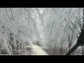 Frozen Branches