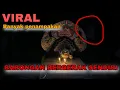 Download Lagu BARONGAN DAMAYANTI BERGERAK SENDIRI😳😭 | ASLI BARONGAN GERAK | AREK BUDOYO