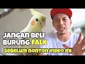 Lagu JANGAN BELI BURUNG FALK SEBELUM NONTON VIDEO INI