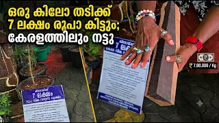 ഒരു കിലോ തടിക്ക് 7 ലക്ഷം രൂപാ കിട്ടും; കേരളത്തിലും നട്ടു. എങ്ങനുണ്ട്..!!