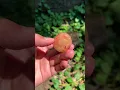 Download Lagu Perbedaan cara makan buah anggur di indonesia dan amerika #caramakananggur