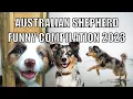 Australian Shepherd Funny Compilation 2023