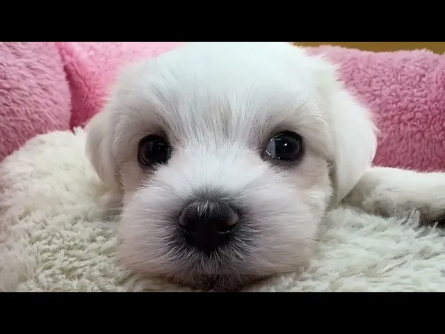 動画