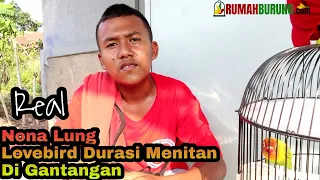 nona lung lovebird durasi menitan di gantangan 