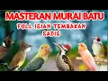 Download Lagu MASTERAN MURAI BATU FULL ISIAN TEMBAKAN MEWAH MUDAH DITIRU MURAI APAPUN ISIAN JERNIH SUARA KASARAN