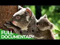Download Lagu The Cutest | Wild Ones | Episode 4 | Free Documentary Nature