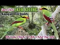 Download Lagu Suara Pikat Burung Ekek Keling. Untuk Pikat Dan Pancingan. Sangat Terbukti.