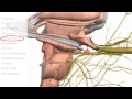 Download Lagu Cranial Nerves Basics - 3D Anatomy Tutorial