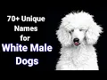 Unique Names for White Male Dogs Tips for Naming Dogs