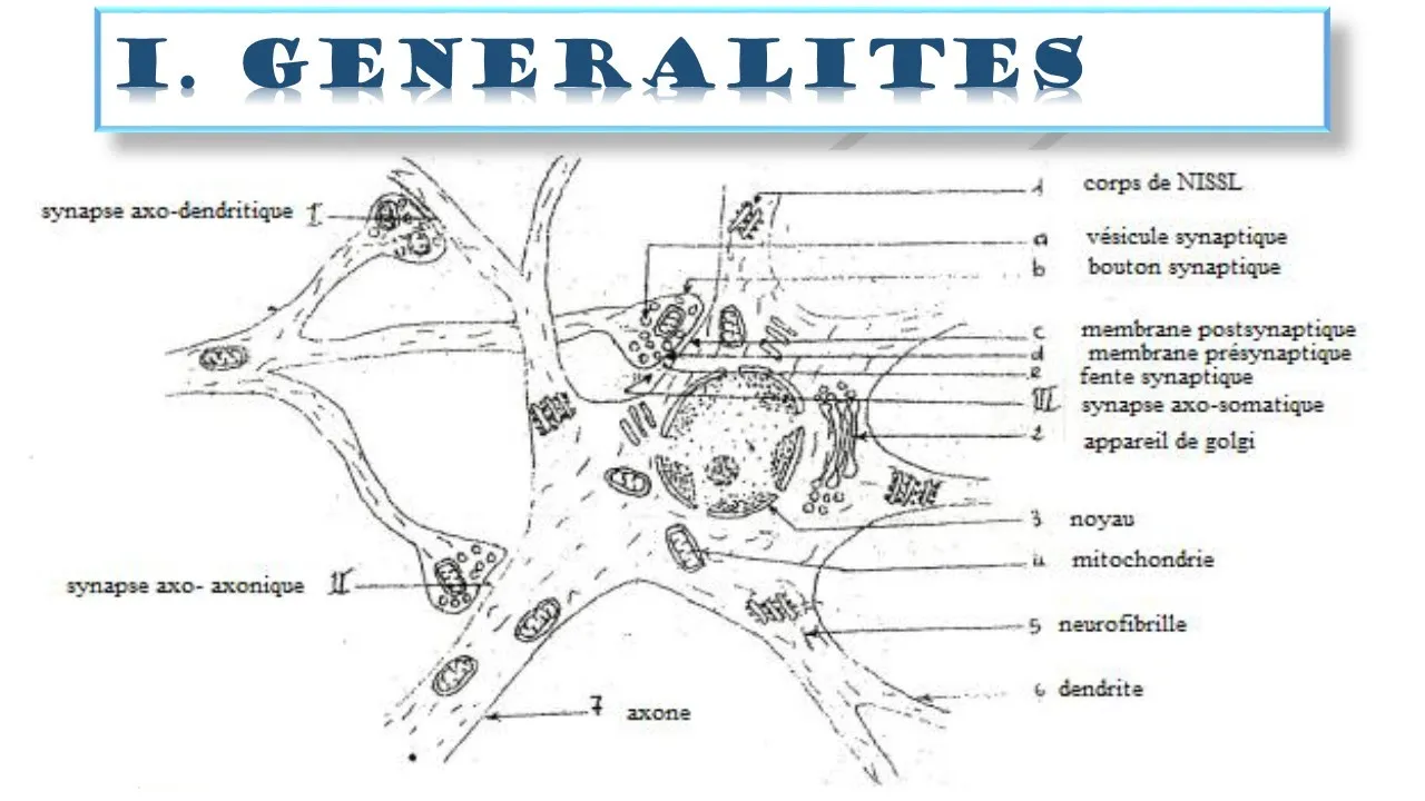 (TS/SVT) SEQ: Synapses avec exercice d'application corrigé