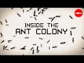 Inside the ant colony - Deborah M Gordon