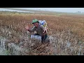 Download Lagu Nay chú sáu đi tét cây 14f ngon lành luôn anh em ơi, hôm nay trích ếch cá quá nhiều 
