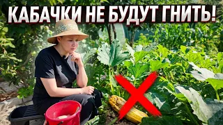 Кабачки в августе — это не просто овощ, это судьба: августовский уход и идеи на каждый день