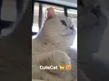 Download Lagu Cute  Paw 🐾 🐾 😻 #cat #short #ytshorts
