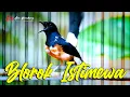 Lagu ISTIMEWA !! MURAI BATU BLOROK BONGKAR MATERI MEMANCING EMOSI | SHAMA BIRD