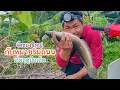 Download Lagu เริ่มฤดูกาล ก็จัดตัวงามๆกันแล้ว หมายเด็ดริมถนน