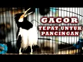 Download Lagu PANCINGAN JALAK SUREN agar selalu GACOR #jalaksurengacor