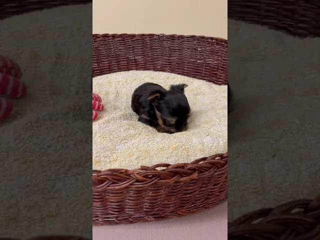 動画
