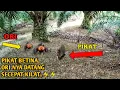 Download Lagu MIKAT AYAM HUTAN DENGAN PIKAT BETINA..ORI NYA DATANG \u0026 PERGI SECEPAT KILAT..