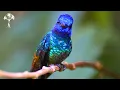 Download Lagu Het geheime leven van kolibries | Verteld door David Attenborough | Natuurdocumentaire