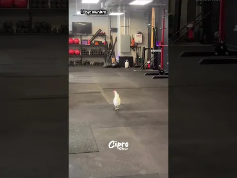 ESTÁ GALLINA VA AL GYM #viral