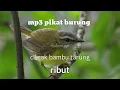 Download Lagu mp3 pikat burung cikrak bambu tarung ribut