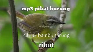 Download mp3 pikat burung cikrak bambu tarung ribut MP3