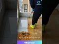 Download Lagu This Floor Cleaning is Grossly Satisfying! 🤮➡️✨ Squeegee ASMR! #oddlysatisfying #asmr #cleaning