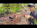 Download Lagu DETIK-DETIK TIDAK TERDUGA || TERNYATA AYAM HUTAN JALAK