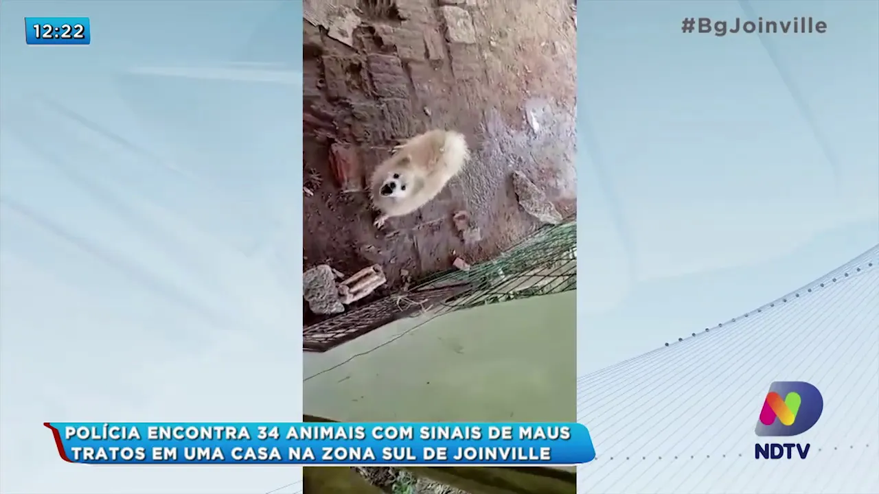 Polícia encontra 34 animais com sinais de maus tratos em uma casa na zona sul de Joinville