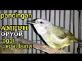 Download Lagu BURUNG OPYOR JAWA BETINA GACOR