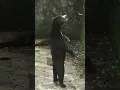 Download Lagu This zoo in China insists these bears are not humans in disguise