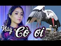 Download Lagu 💖 Này Cò ơi 💖 St A Tuân | Hoàng Thiên Nga | Bài hát về cha mẹ hay nhất