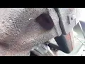 Chevy 250 inline 6 exhaust manifold replacement