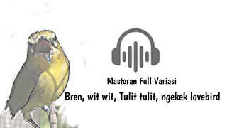 Download Masteran pleci ngebren wit wit tulit tulit sambung ngekek lovebird MP3