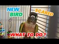 FIRST Things to Do to Gain Trust of a Parrot Green Cheek Conure
