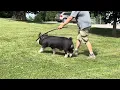 Shipley Swine Genetics Berkshire boar Earn It