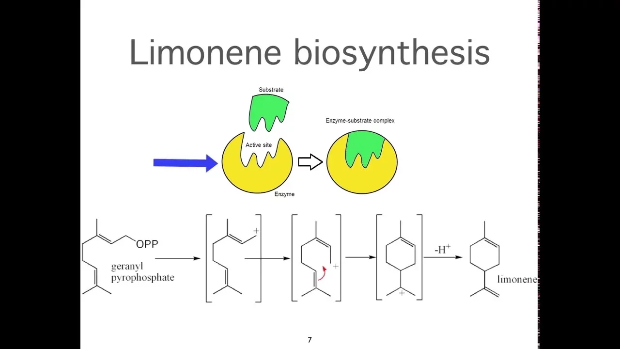 How Essential Oils are Created in Plants