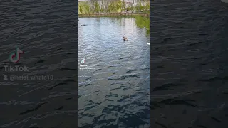 كنت ماشي زمان في حالي احمد سعد حلات واتس 